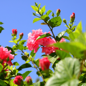 Sadnice Baštenskog Hibiskusa - Raskošni Cvetovi za Vaš Vrt