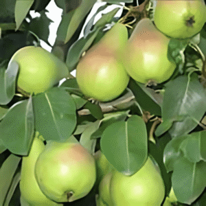 sadnice kruske vodenjak