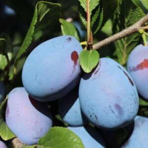 🍑 Sadnice Šljive Stenlej – Idealna Za Svežu Potrošnju i Preradu 🍑