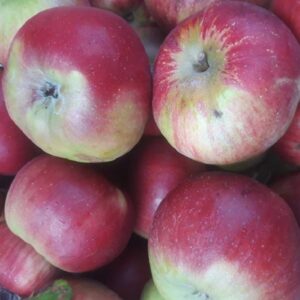 sadnice jabuke budimka