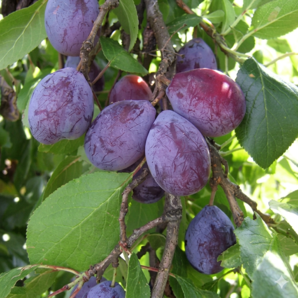 Sadnice šljive Crvena Ranka – kalemljene na Džanarici