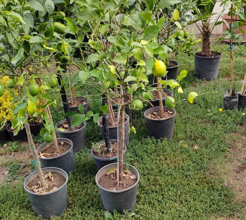 sadnice limuna mesečar u saksiji