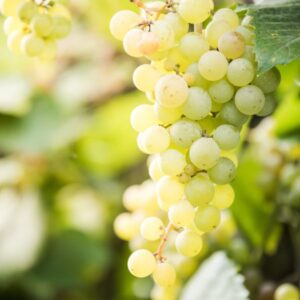 🍇 Vinova Loza Rajnski Rizling – Belo Vino sa Obale Rajne 🍇