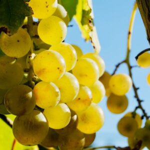 🍇 Vinova Loza Smederevka – Autohtona Srpska Sorta za Lagano Belo Vino 🍇