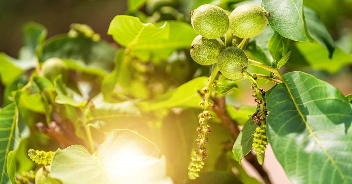 kvalitetne sadnice oraha