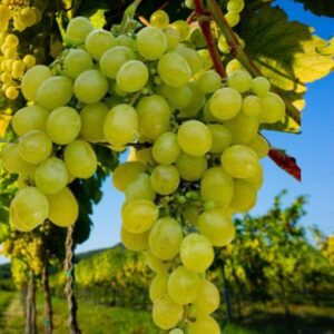 sadnice vinove loze lasta
