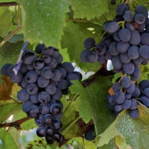 🍇 Vinova Loza Prokupac – Autohtona Srpska Sorta sa Dugom Tradicijom 🍇
