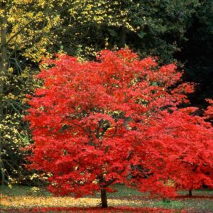 🍁 Sadnice Japanskog Javora – Elegancija Prirode za Vaš Vrt 🍁