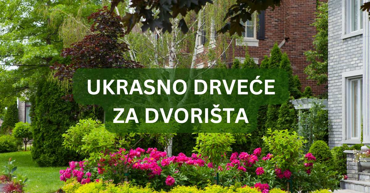 ukrasno drveće za dvorišta