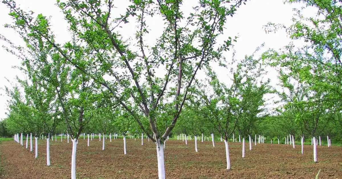 Vocne sadnice kragujevac