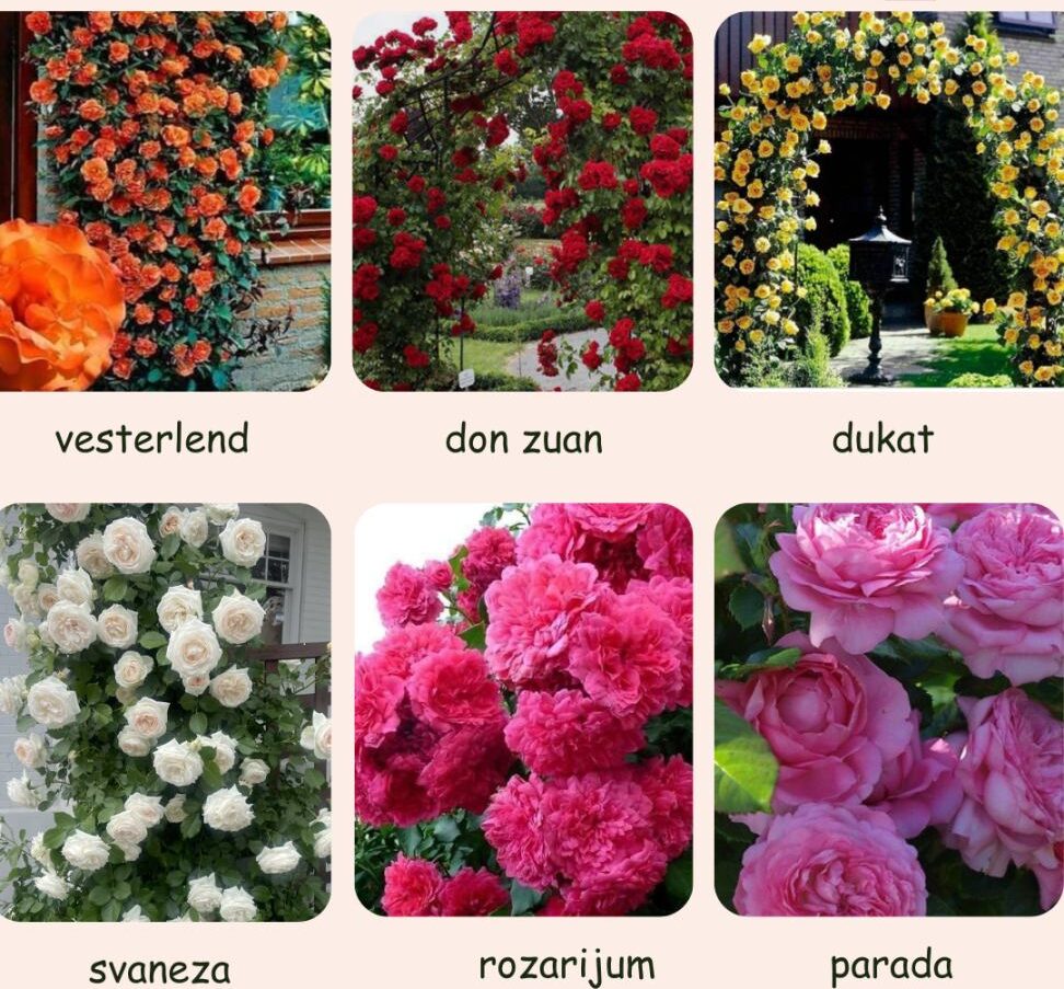 Sadnice ruža puzavica – raskošne penjačice za zidove i ograde | Više sorti - Slika 2