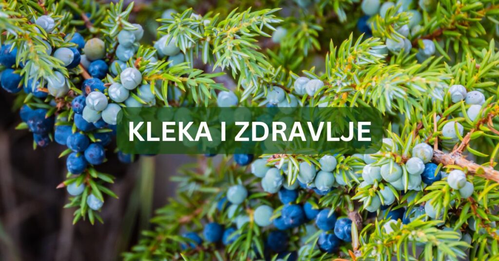 Kleka