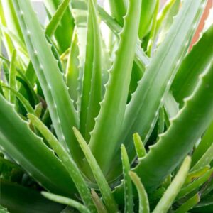 Aloe Vera Barbadensis