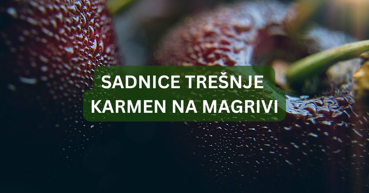 sadnice tresnje na magrivi