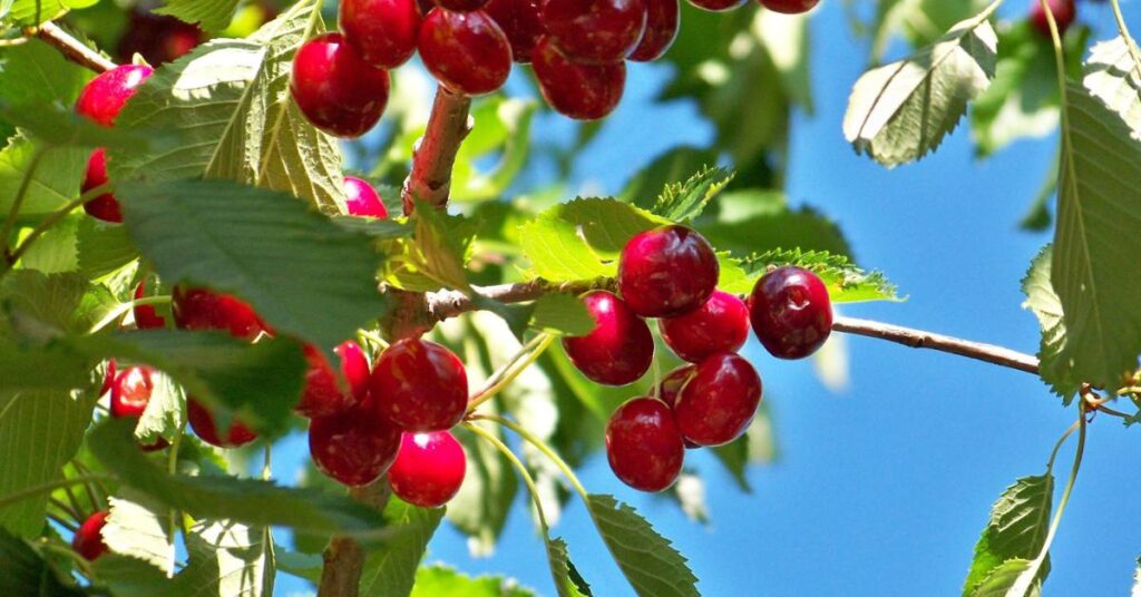 sadnice tresnje na magrivi