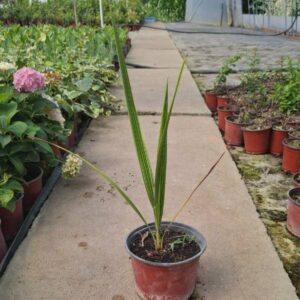 Sadnice palme u saksiji