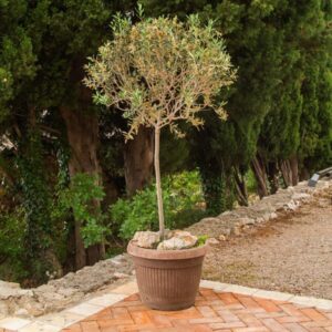 Sadnice Masline u saksiji – Mediteranski ugođaj u vašem prostoru