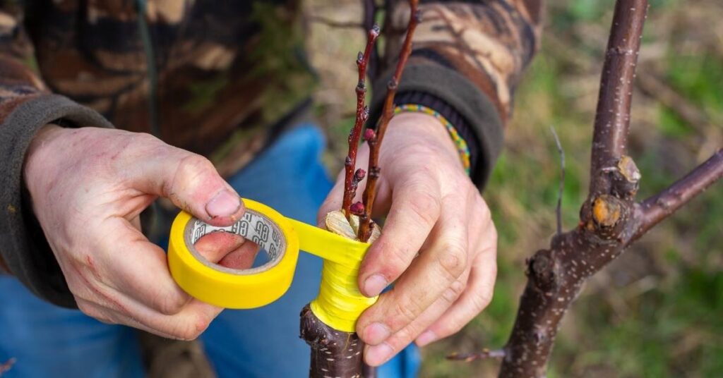 kalemljenje voćaka i sadnja