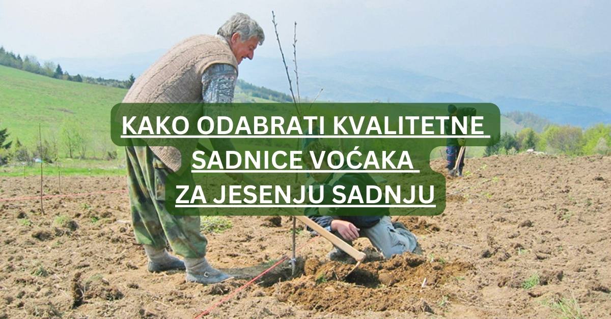 sadnice voćaka za jesenju sadnju