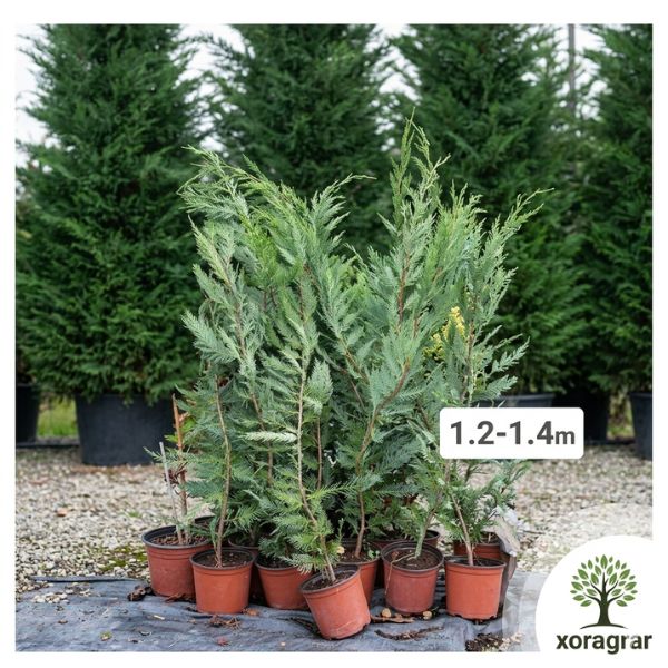 Sadnice Cupressocyparis leylandii – Brzorastući živi zid za dvorišta i bašte