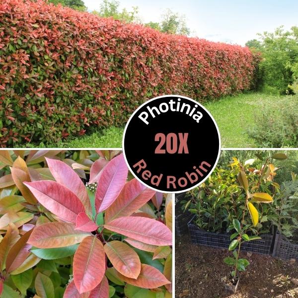 Photinia Red Robin | Ukrasna zimzelena biljka | 20 sadnica 50-70cm