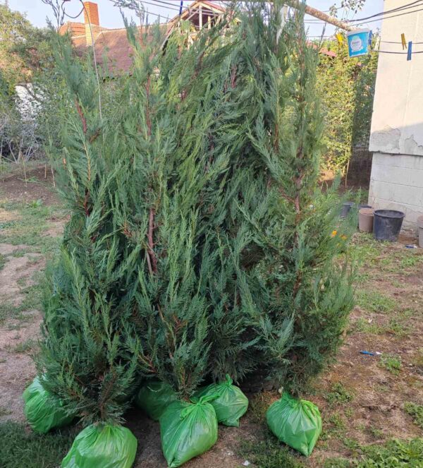 Sadnice Cupressocyparis leylandii – Brzorastući živi zid za dvorišta i bašte