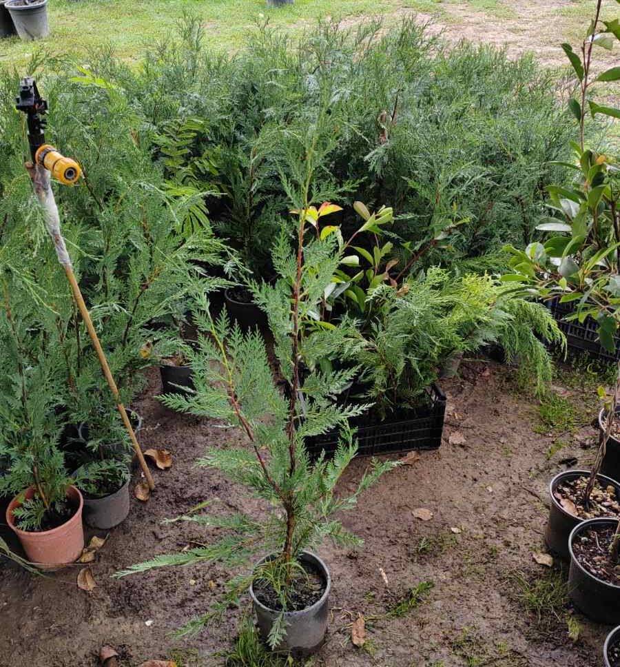 Leylandi od 0.7 -0.9m