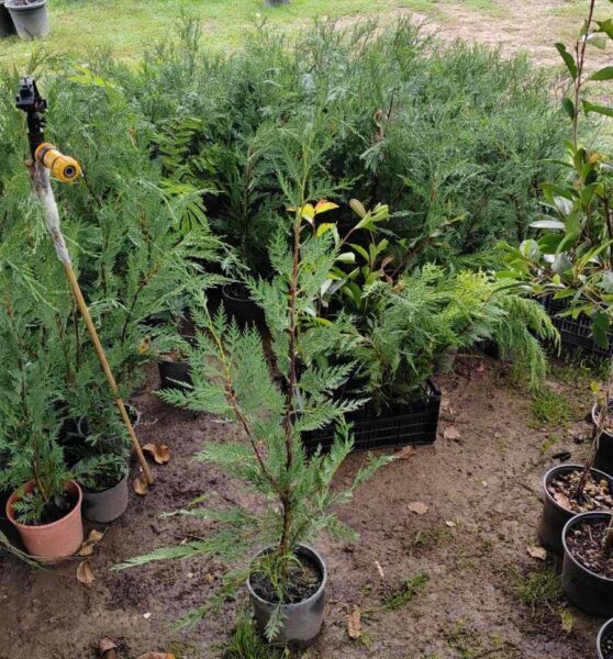 Leylandi od 0.7 -0.9m