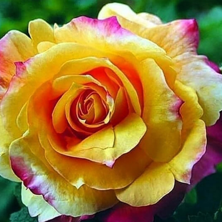 Sadnice ruža čajevka – najlepše sorte za vaš vrt | 10 + 1 gratis