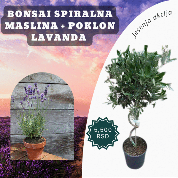 Spiralna maslina + poklon lavanda 🌿 Jesenja akcija | Elegantna dekoracija za dvorište