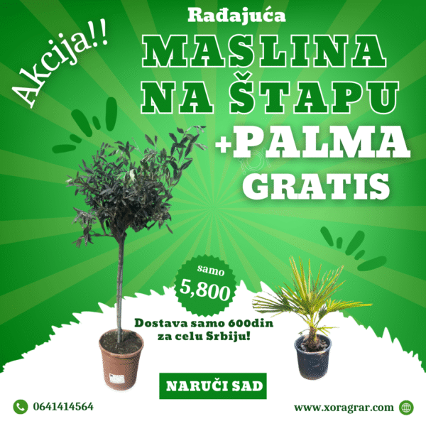 Rađajuća maslina na štapu 1,5 m + gratis palma – dostava 600din širom Srbije!