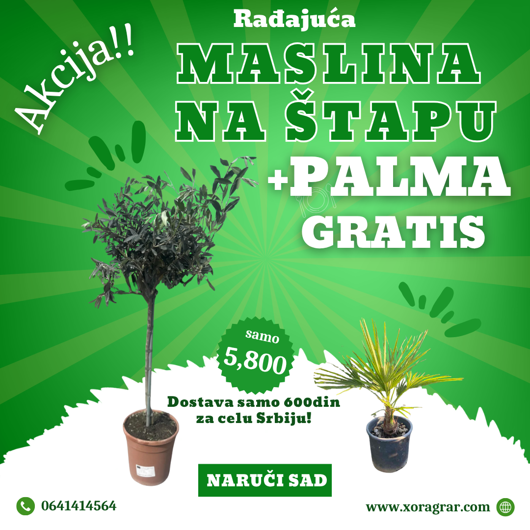 Rađajuća maslina na štapu 1,5 m + gratis palma – dostava 600din širom Srbije!