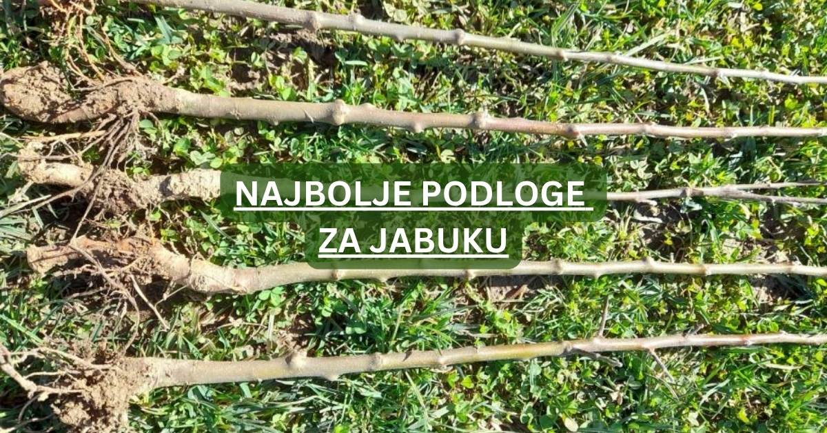 Najbolje podloge za jabuku – vodič za uspešan zasad