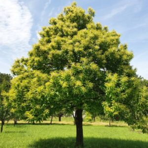Sadnice kestena (Castanea sativa)