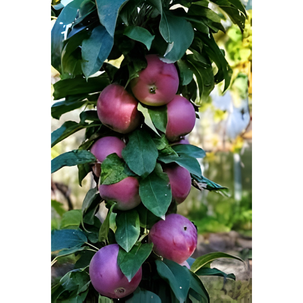 Sadnice stubaste jabuke | Vertikalni uzgoj | Idealno za mala dvorišta i terase