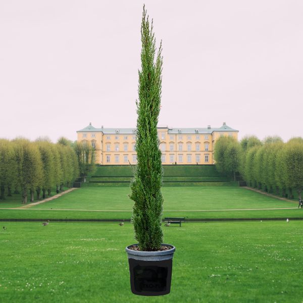 Sadnice Totem čempresa | Cupressus sempervirens ‘Totem’ | Stubasti ukrasni četinar