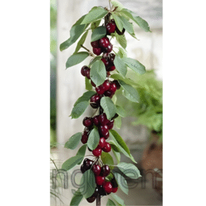 Sadnice stubaste trešnje