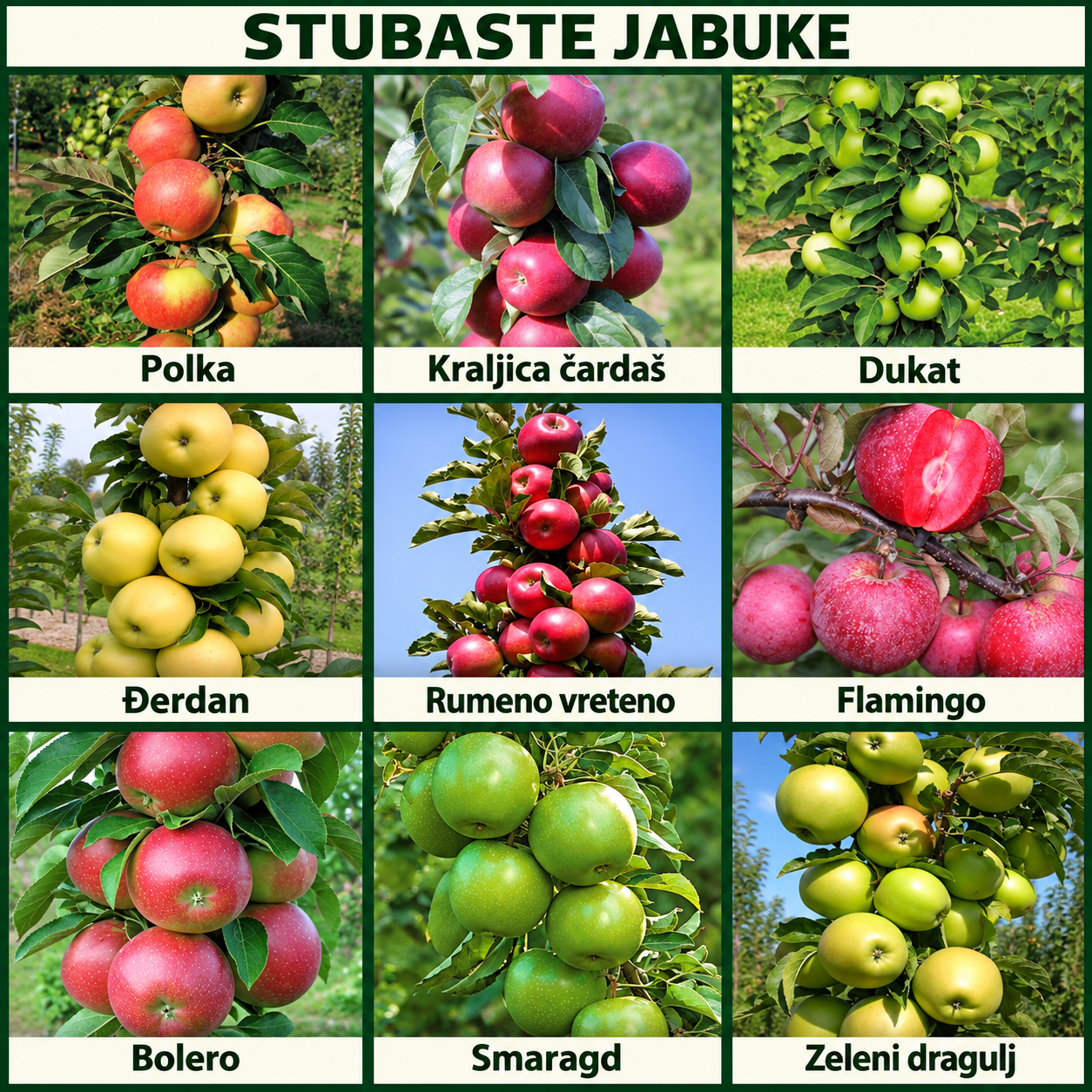 Katalog devet sorti stubastih jabuka