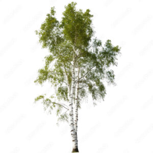 Summer green birch tree, png file of isolated cutout object on transparent background.
