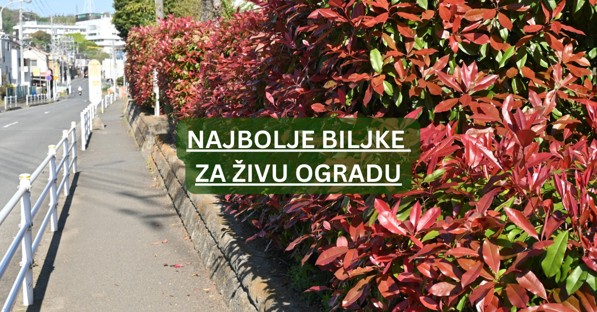 Kako pravilno posaditi živu ogradu – kompletan vodič za početnike i iskusne baštovane