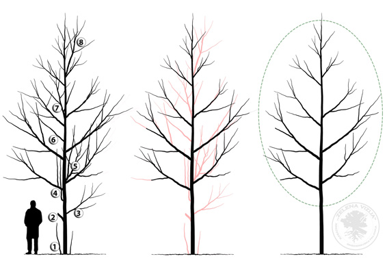 Pravilna rezidba omogućava zdrav rast, stabilnu strukturu i dug vek biljke.