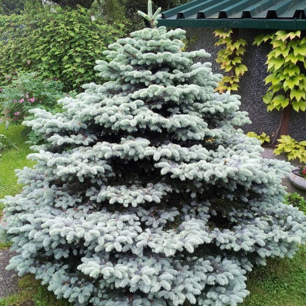 Sadnice srebrne smrče – srebrno-plava zimzelena lepota za dvorišta i parkove