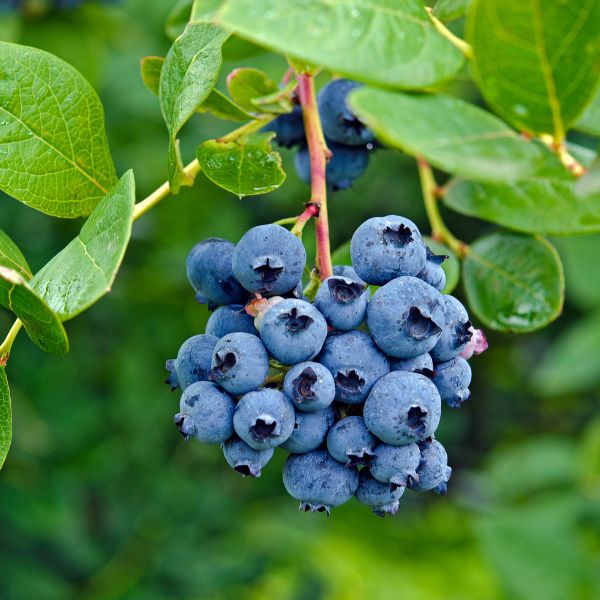 Sadnice borovnice – rodne i kvalitetne sadnice za bogat prinos