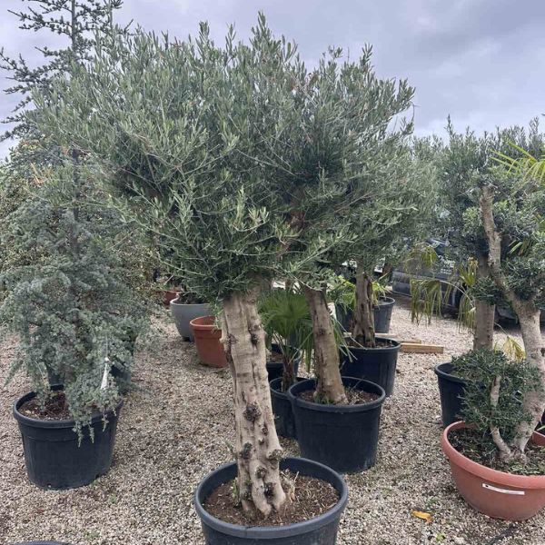 Luksuzne Masline (Olea Europaea) – Živa skulptura u Vašem domu