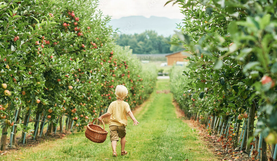 Happy little boy is going to harvest apples in fruit orchard, holding, basket, healthy organic food for children