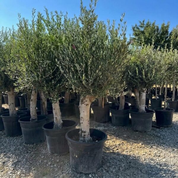 Luksuzne Masline (Olea Europaea) – Živa skulptura u Vašem domu ili bašti