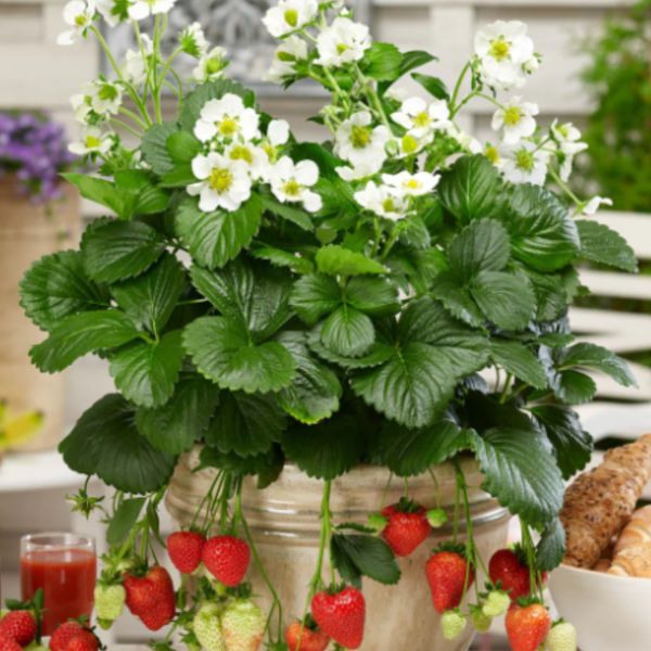 Stalnorađajuće jagode – Plodovi koji prkose vremenu