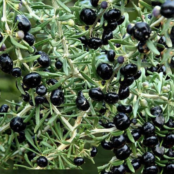 Sadnica Crni Goji ili Godži (Black Goji Berry) – Lycium ruthenicum