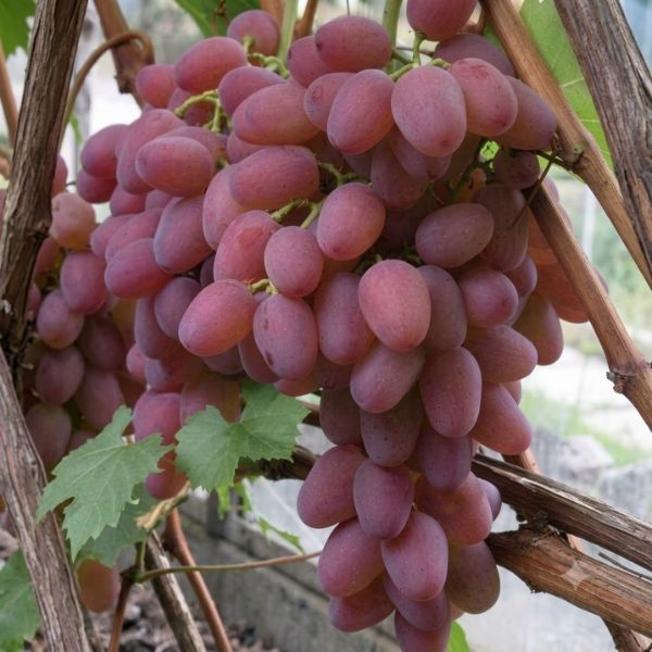 Sadnice vinove loze Helios – rana hibridna sorta sa krupnim, slatkim grozdovima