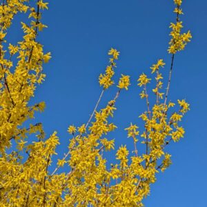Forsythia Fortizija sadnice – žuti cvetni žbun za dvorišta i ograde